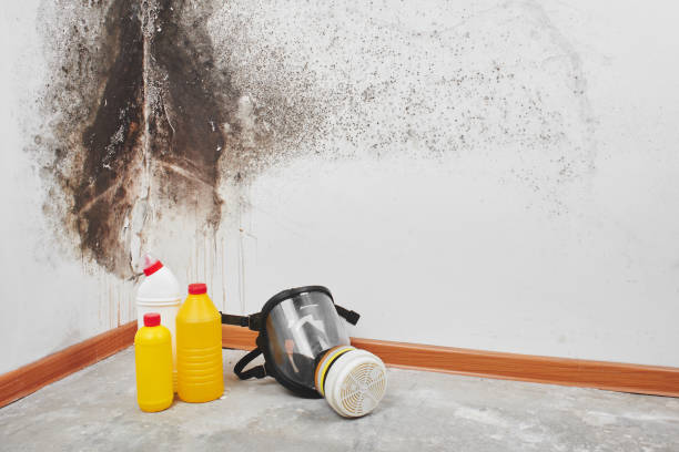 Best Post-Remediation Services in Longview Heights, WA