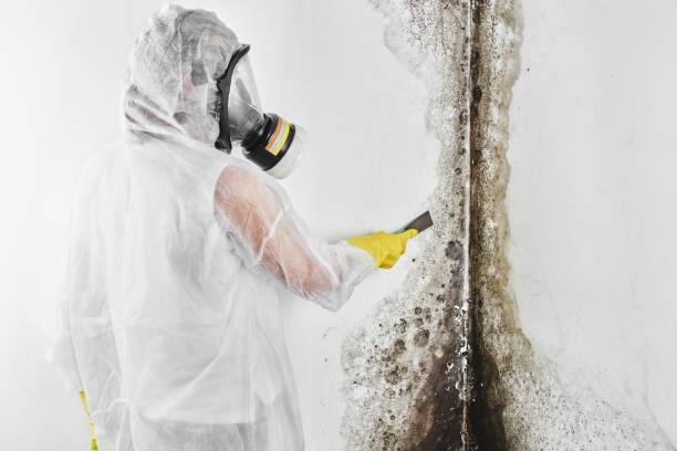 Best Insurance-Related Mold Remediation in Longview Heights, WA