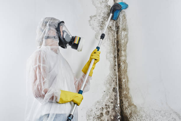 Best Commercial Mold Remediation in Longview Heights, WA