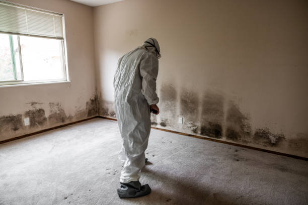 Best White Mold Remediation in Longview Heights, WA