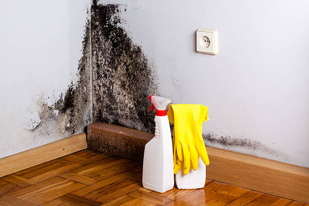 Best DIY Mold Remediation Support Services in Longview Heights, WA